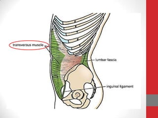Anatomy of aaw | PPTX