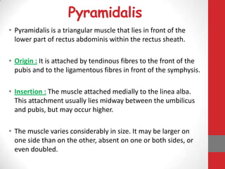 Pyramidalis Muscle Module Anatomy of aaw | PPTX