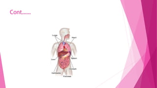 Anatomy of Abdomen.pptx