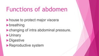 Functions of abdomen
house to protect major viscera
breathing
changing of intra abdominal pressure.
Urinary
Digestive
Reproductive system
 