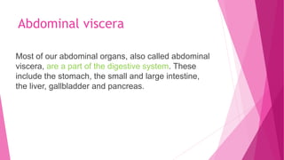 Abdominal viscera
Most of our abdominal organs, also called abdominal
viscera, are a part of the digestive system. These
include the stomach, the small and large intestine,
the liver, gallbladder and pancreas.
 