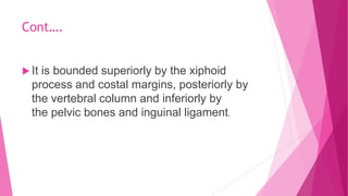 Cont….
 It is bounded superiorly by the xiphoid
process and costal margins, posteriorly by
the vertebral column and inferiorly by
the pelvic bones and inguinal ligament.
 