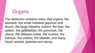 Organs
The abdomen contains many vital organs: the
stomach, the small intestine (jejunum and
ileum), the large intestine (colon), the liver, the
spleen, the gallbladder, the pancreas, the
uterus, the fallopian tubes, the ovaries, the
kidneys, the ureters, the bladder, and many
blood vessels (arteries and veins).
 