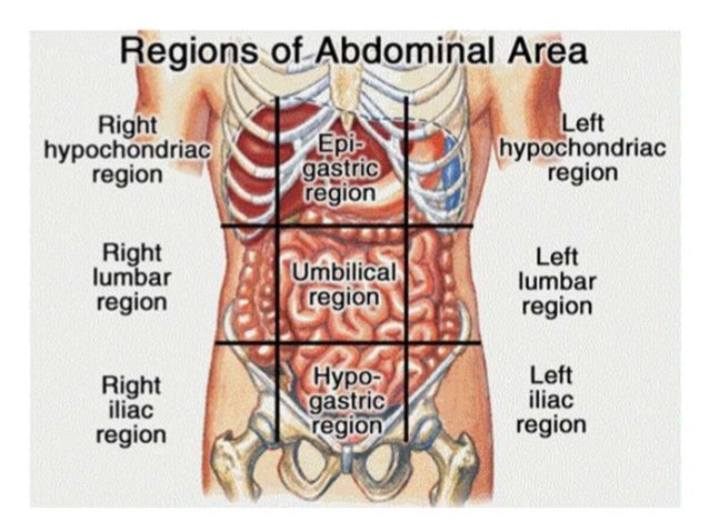 Anatomy Of Abdomen 1