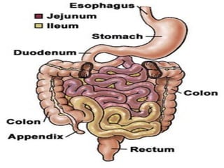 Anatomy of abdomen for HO.pdf