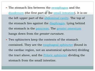  The stomach lies between the oesophagus and the
duodenum (the first part of the small intestine). It is on
the left upper part of the abdominal cavity. The top of
the stomach lies against the diaphragm. Lying behind
the stomach is the pancreas. The greater omentum
hangs down from the greater curvature.
 Two sphincters keep the contents of the stomach
contained. They are the esophageal sphincter (found in
the cardiac region, not an anatomical sphincter) dividing
the tract above, and the Pyloric sphincter dividing the
stomach from the small intestine.
 