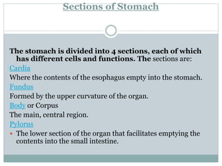 Sections of Stomach
The stomach is divided into 4 sections, each of which
has different cells and functions. The sections are:
Cardia
Where the contents of the esophagus empty into the stomach.
Fundus
Formed by the upper curvature of the organ.
Body or Corpus
The main, central region.
Pylorus
 The lower section of the organ that facilitates emptying the
contents into the small intestine.
 