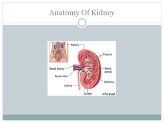 anatomyofabdominalorgans-140520021826-phpapp01.pdf