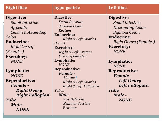 Anatomy Abdomen Sections Gallery - How To Guide And Refrence