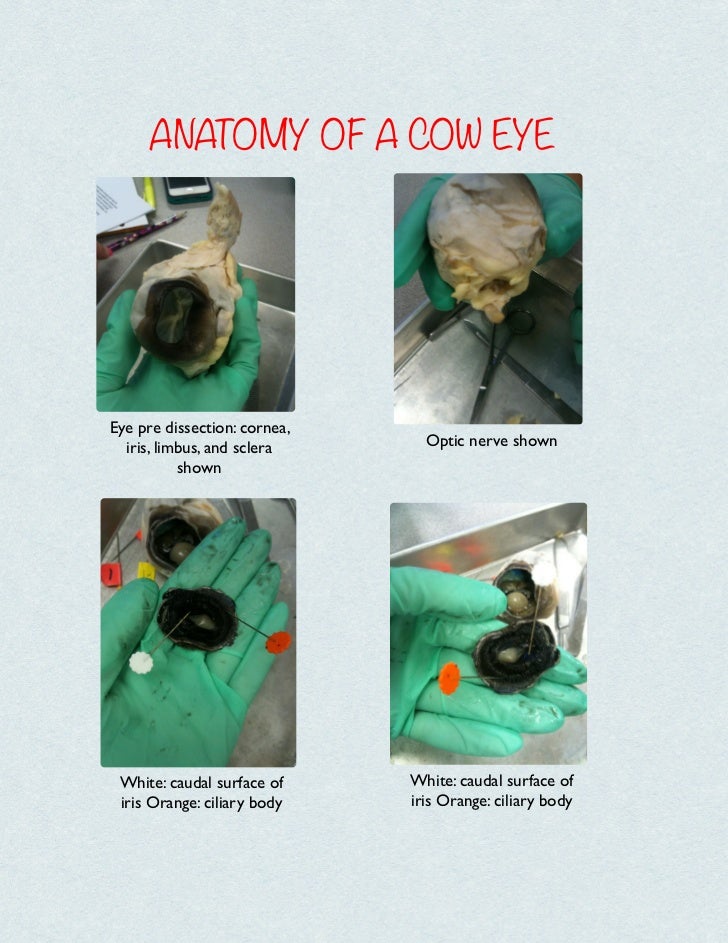Anatomy of a cow eye