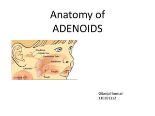 Anatomy of
ADENOIDS

Gitanjali kumari
110201312

 