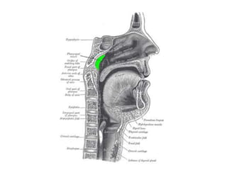 Anatomy of adenoid | PPTX