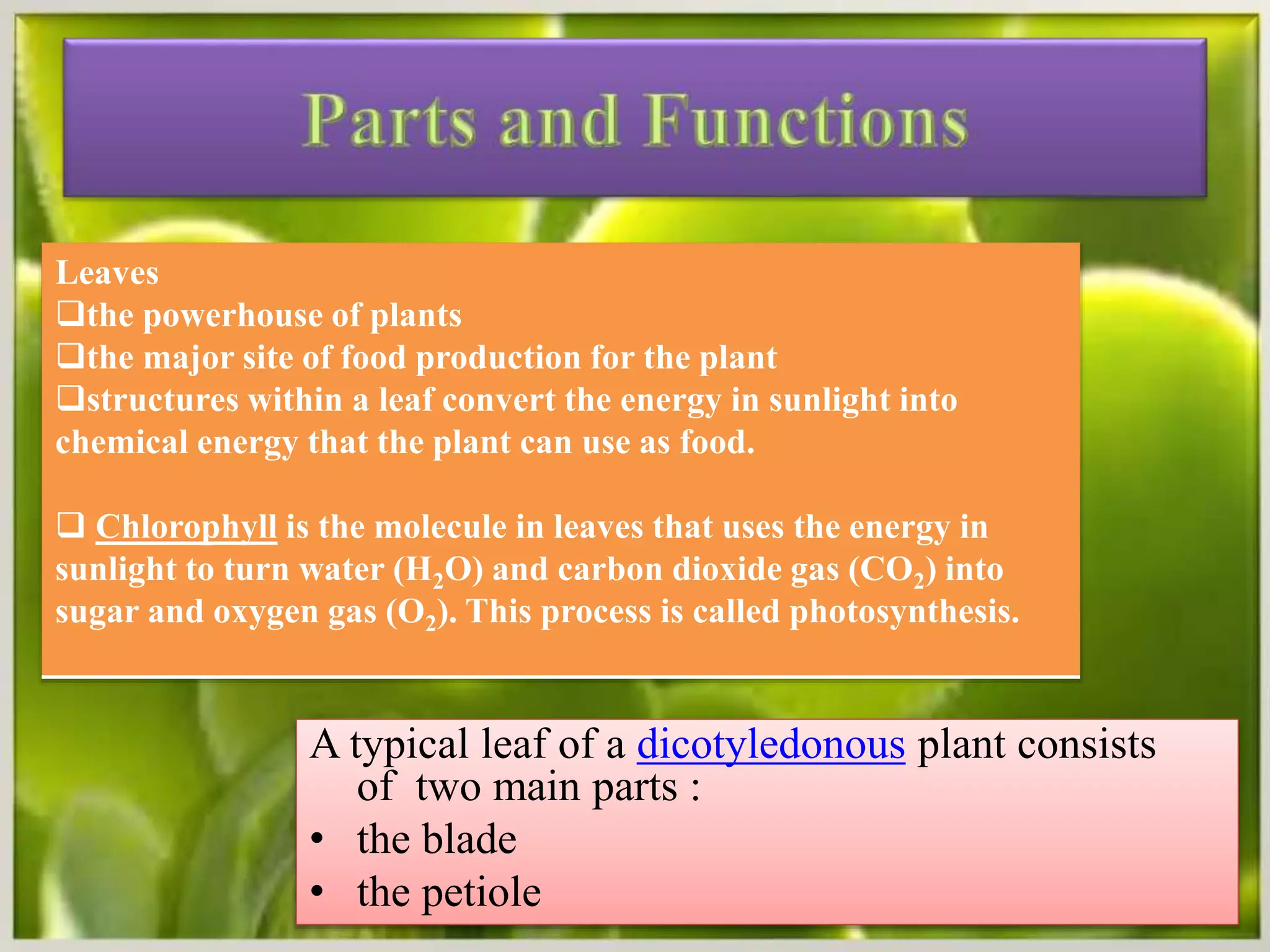 Anatomy of a dicot leaf PPT