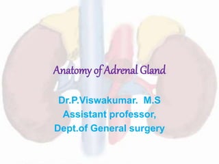 Anatomy of Adrenal Gland
Dr.P.Viswakumar. M.S
Assistant professor,
Dept.of General surgery
 