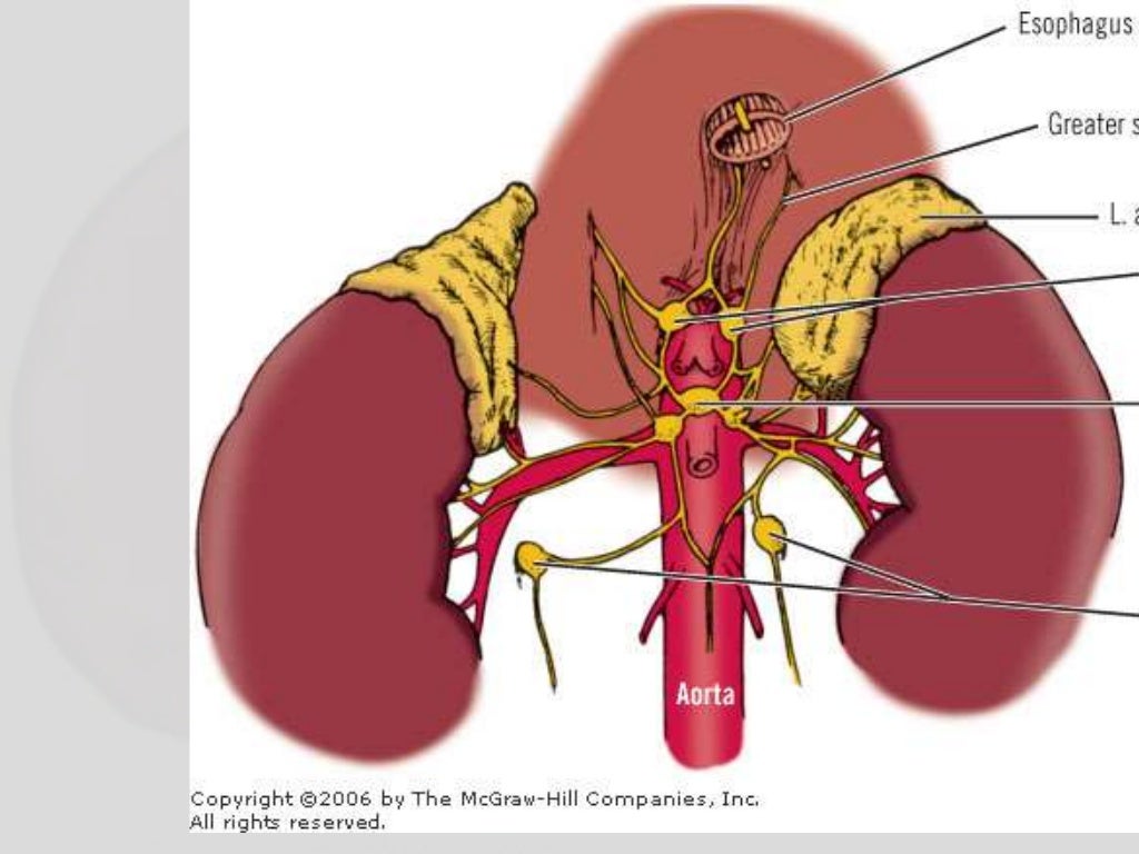 Surgical Anatomy of adrenal gland