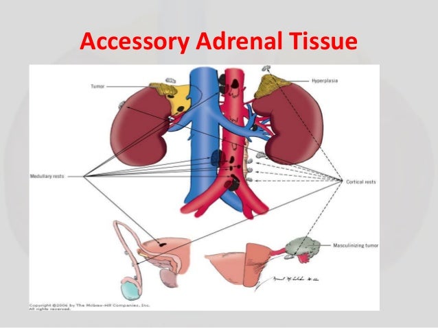 Surgical Anatomy of adrenal gland
