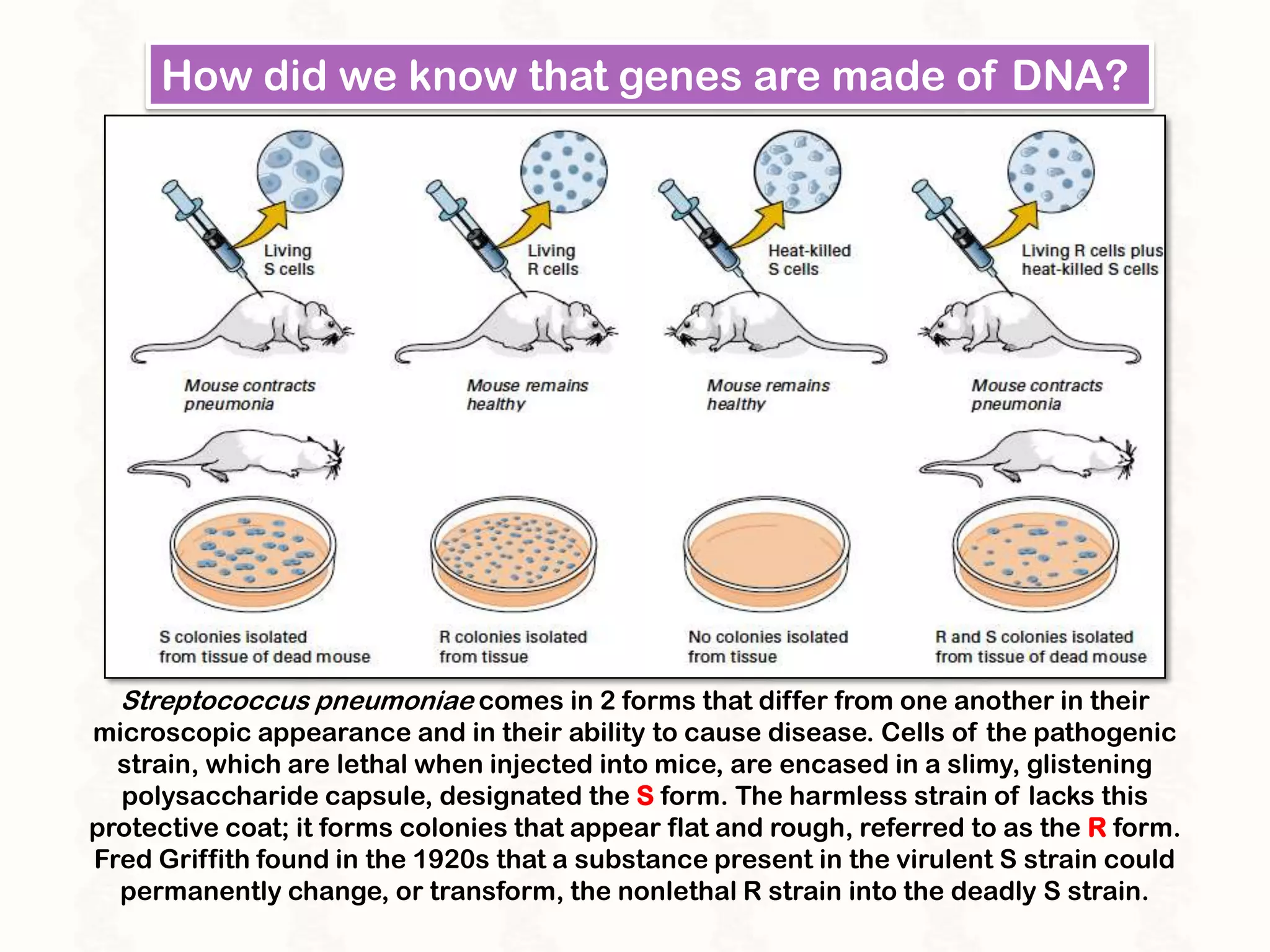 Gene Form Anatomy of a gene | PPTX