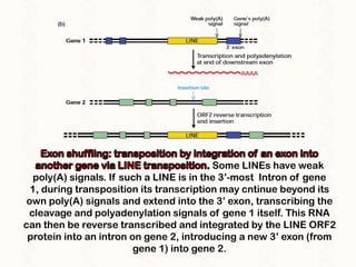 Anatomy of a gene | PPTX