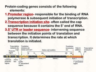Upstream Region Anatomy of a gene | PPTX