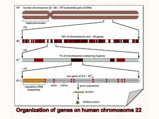Anatomy of a gene | PPTX