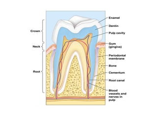 Anatomy of ailmentary canal Slide 20
