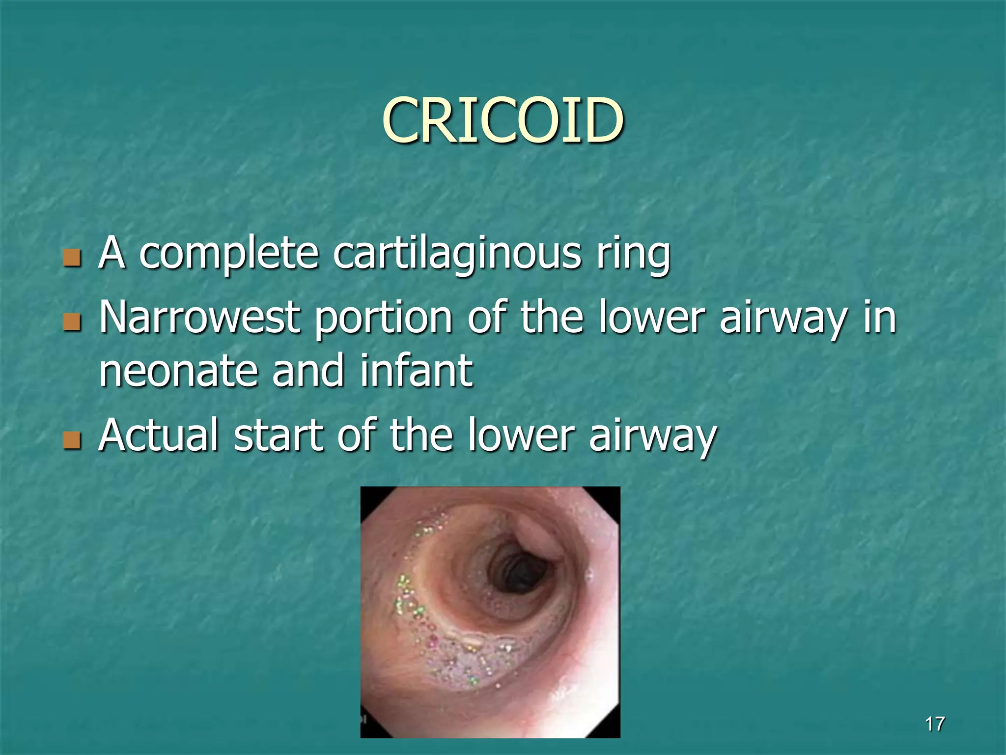 Anatomy of Airway adults versus paediatrics.ppt