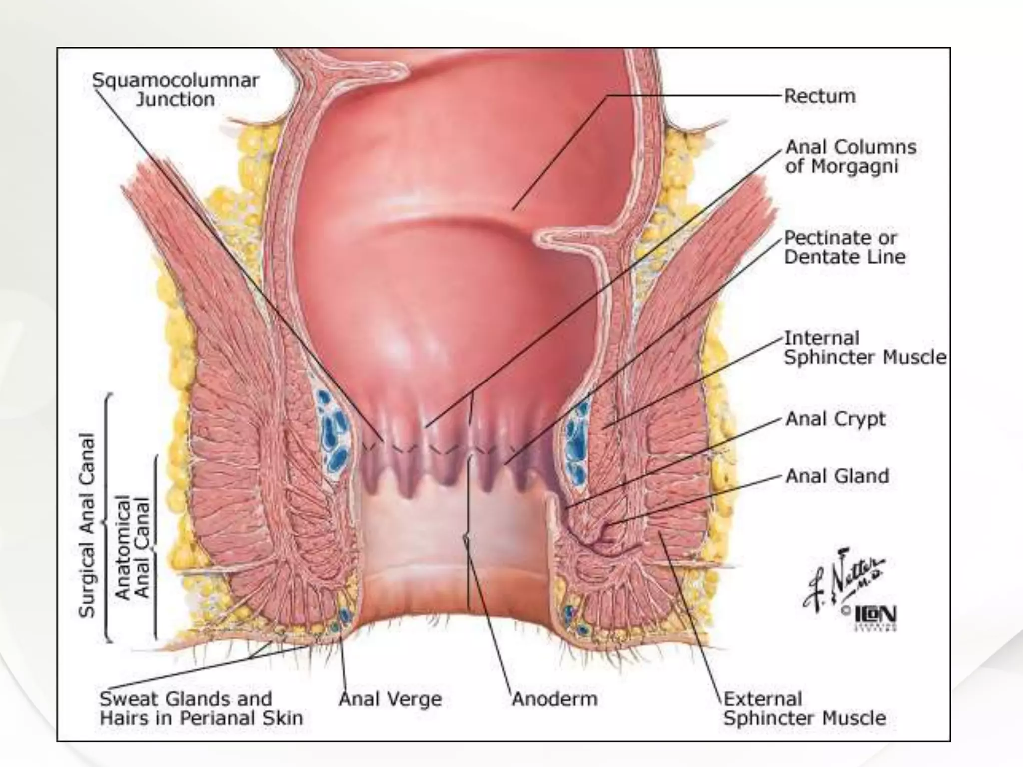 Anatomy of anal sphincter and perineal body | PPTX - Human Anal Gland Expression Techniques