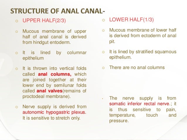 Anatomy of anal sphincter and perineal body Biology Diagrams