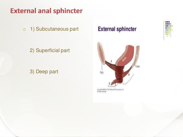 Anatomy of anal sphincter and perineal body Biology Diagrams