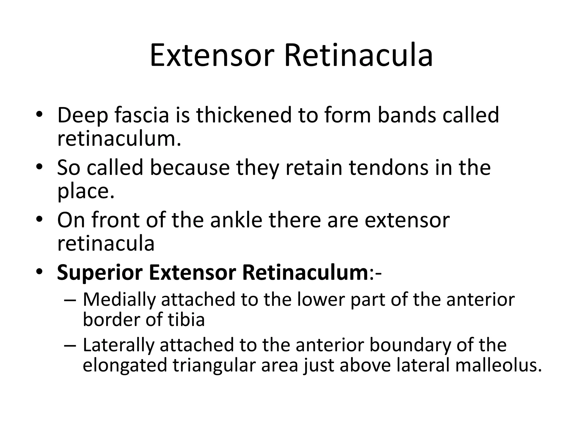 Anatomy of ankle and foot | PPSX