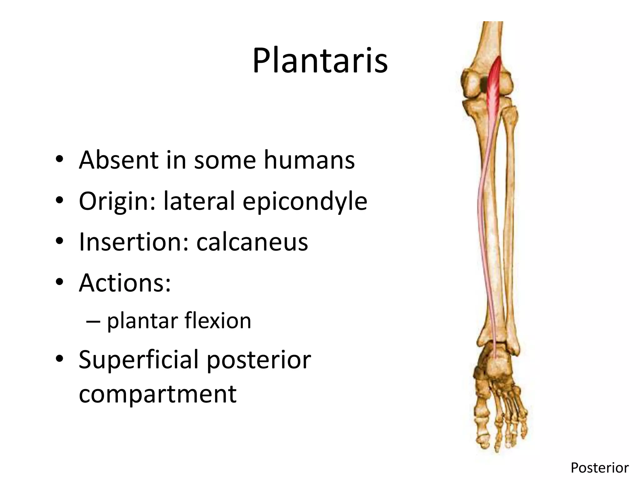 Anatomy of ankle and foot | PPSX