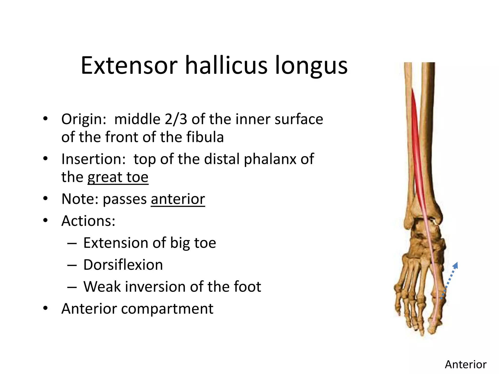 Anatomy of ankle and foot | PPSX
