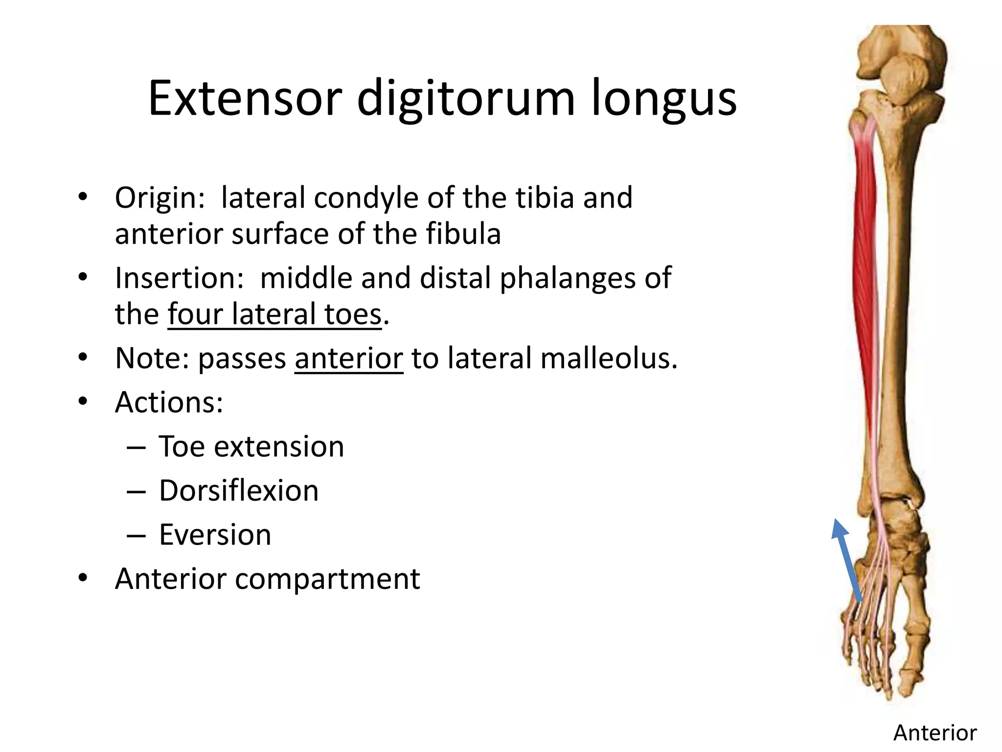 Anatomy of ankle and foot | PPSX