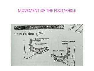 Anatomy of ankle and foot fo | PPTX