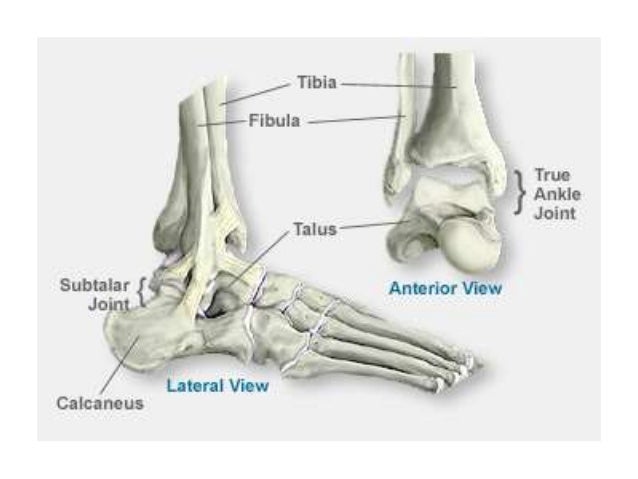 Anatomy of ankle joint