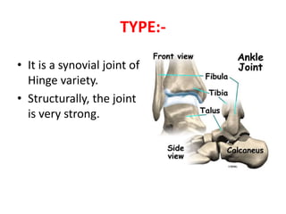 Anatomy of ankle joint