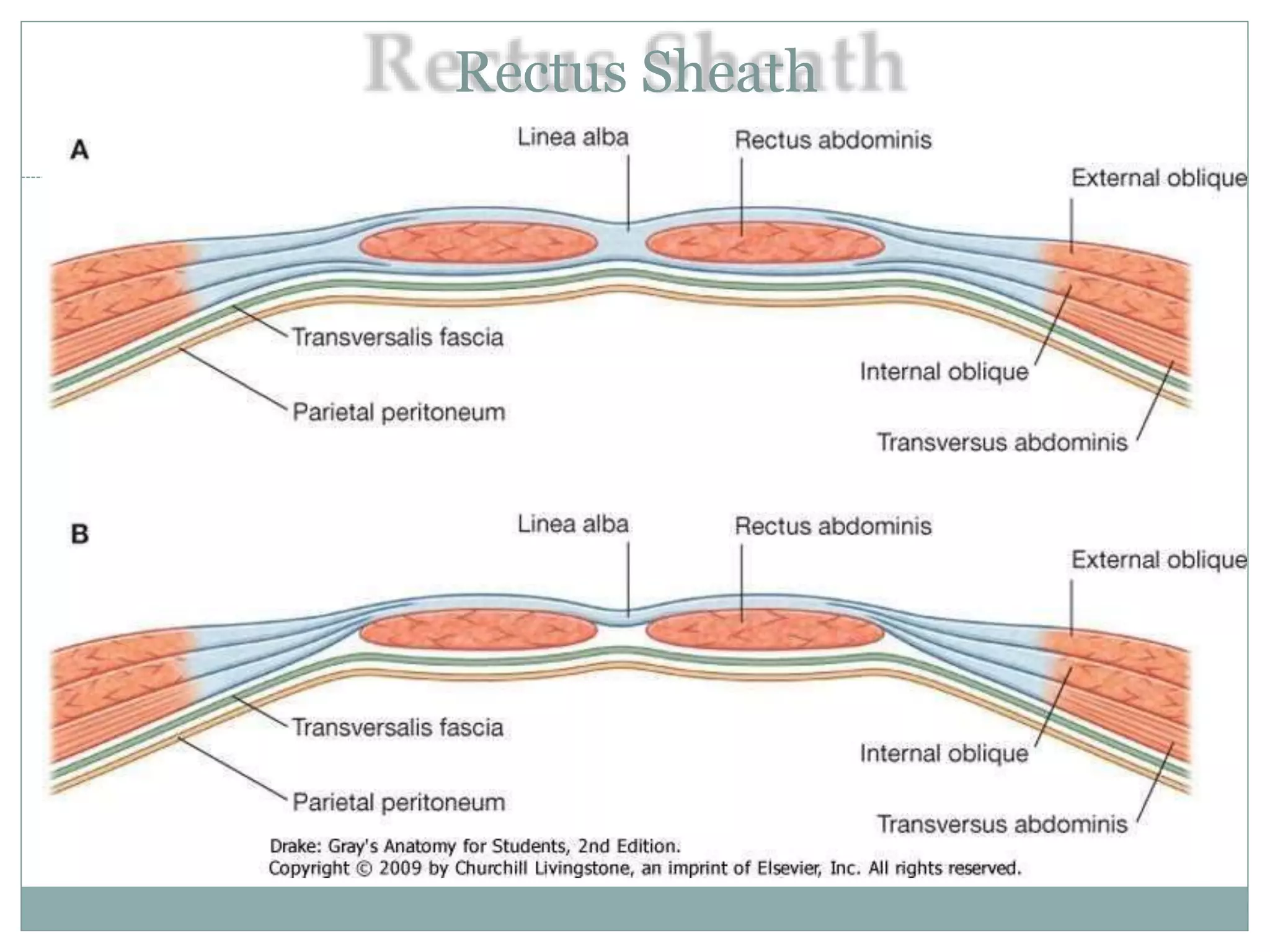 Anatomy of anterior abdominal wall | PPTX