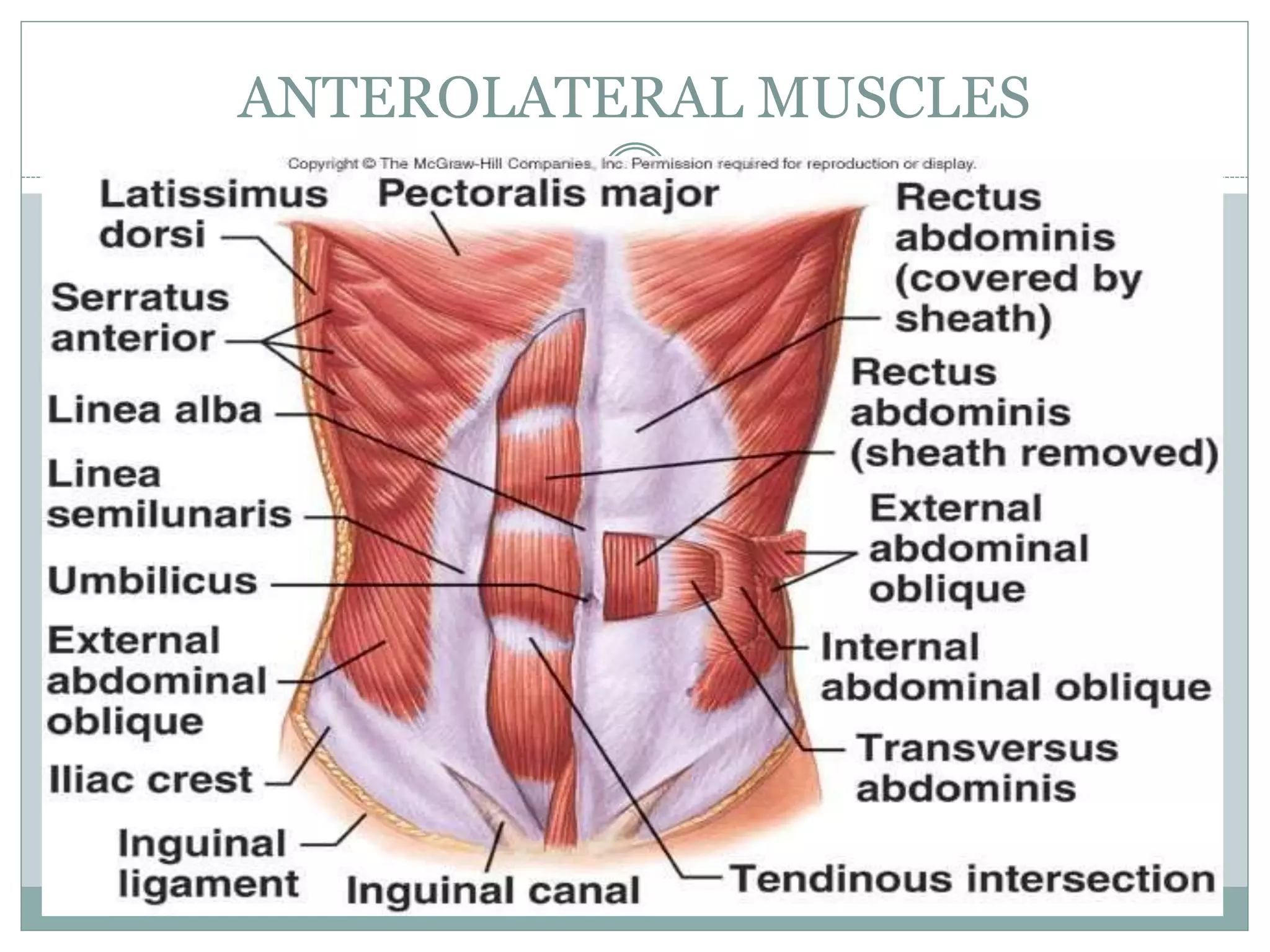 Anatomy of anterior abdominal wall | PPTX