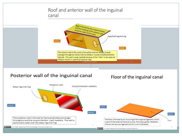 Anatomy of anterior abdominal wall | PPTX
