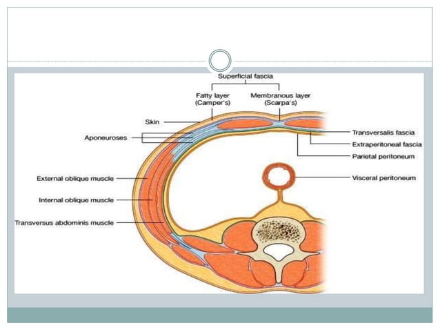 Anatomy of anterior abdominal wall | PPTX
