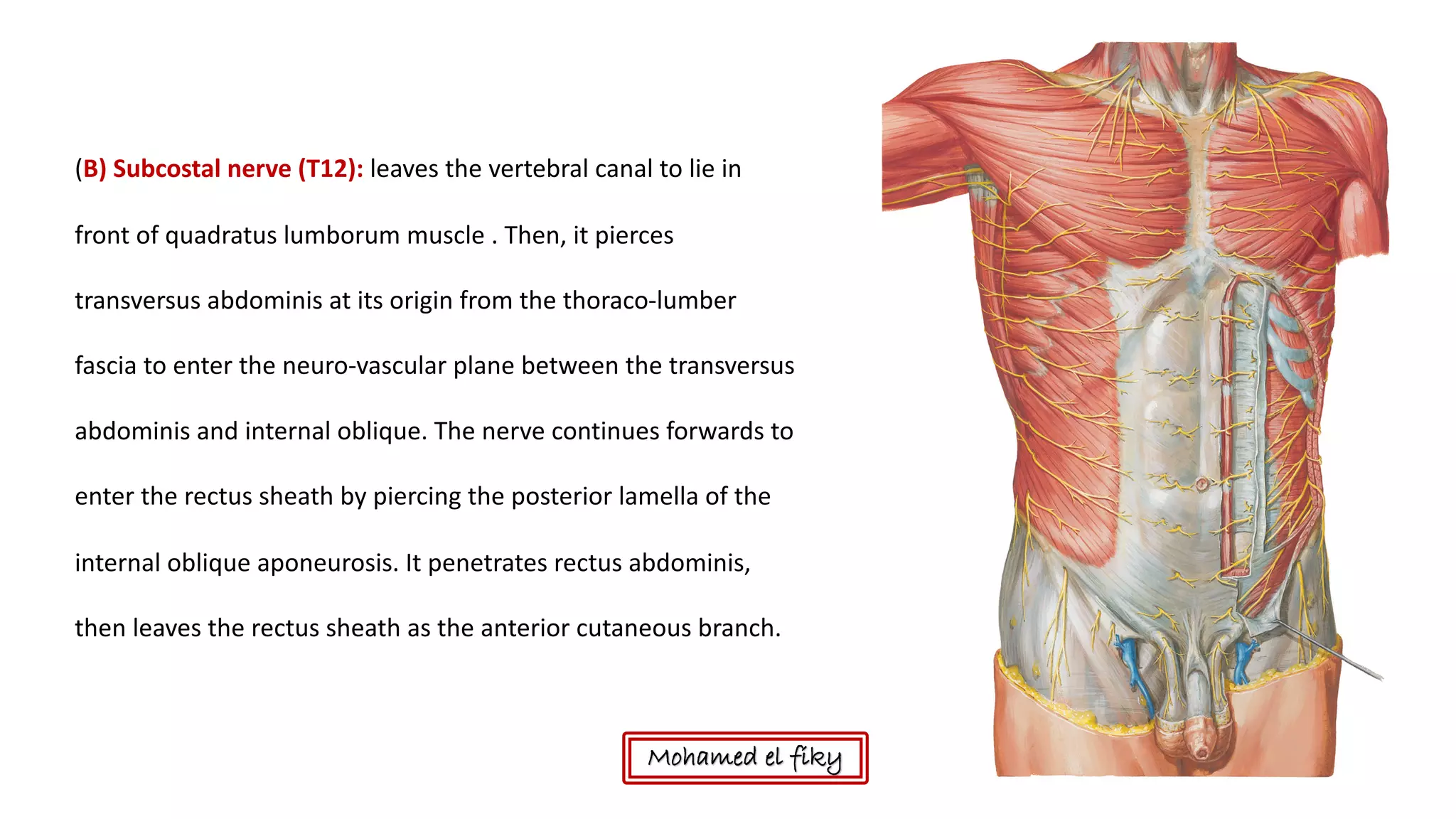 Anatomy of anterior abdominal wall | PDF