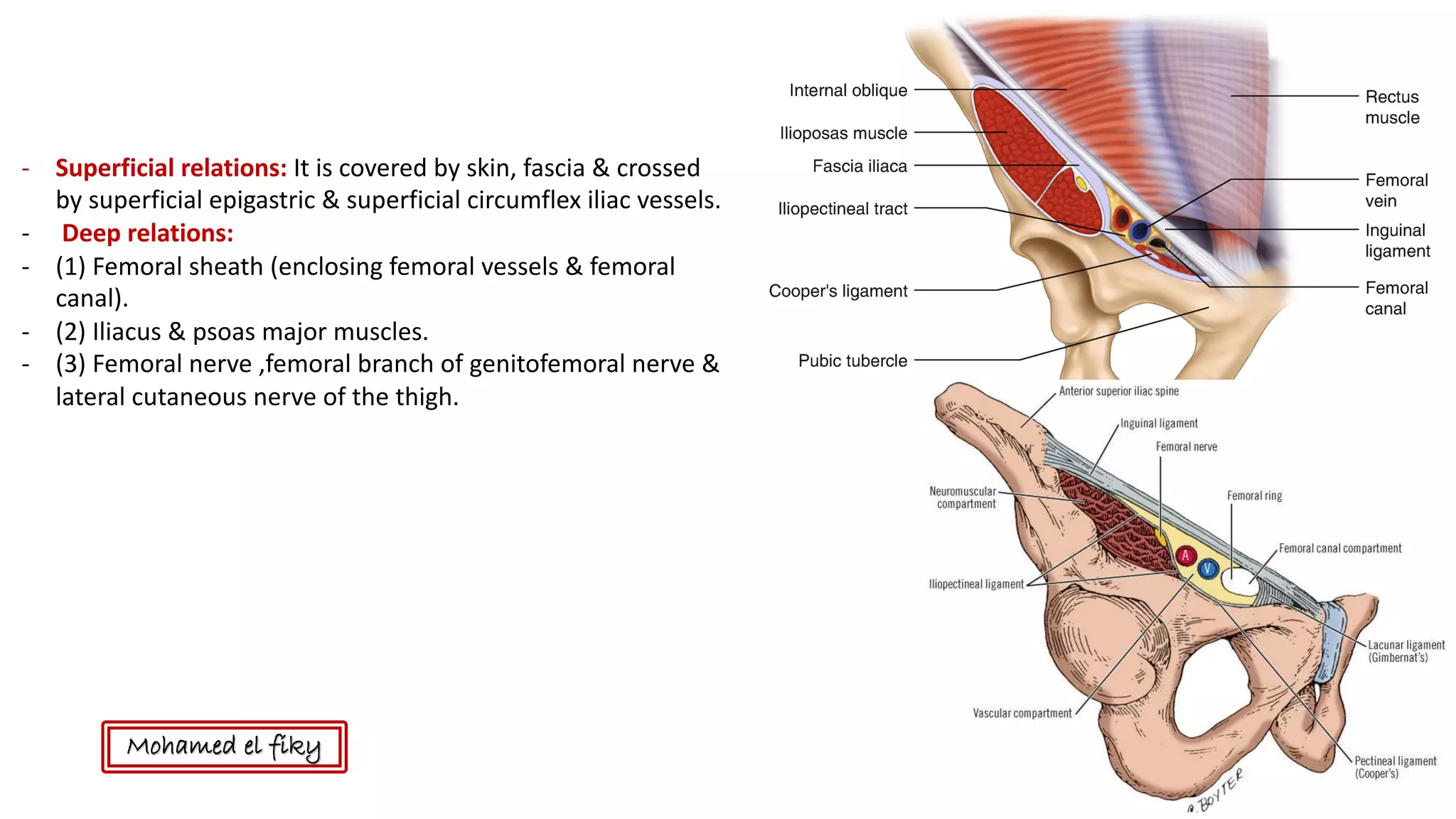 Anatomy of anterior abdominal wall | PDF