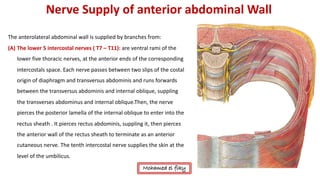 Anatomy of anterior abdominal wall | PDF