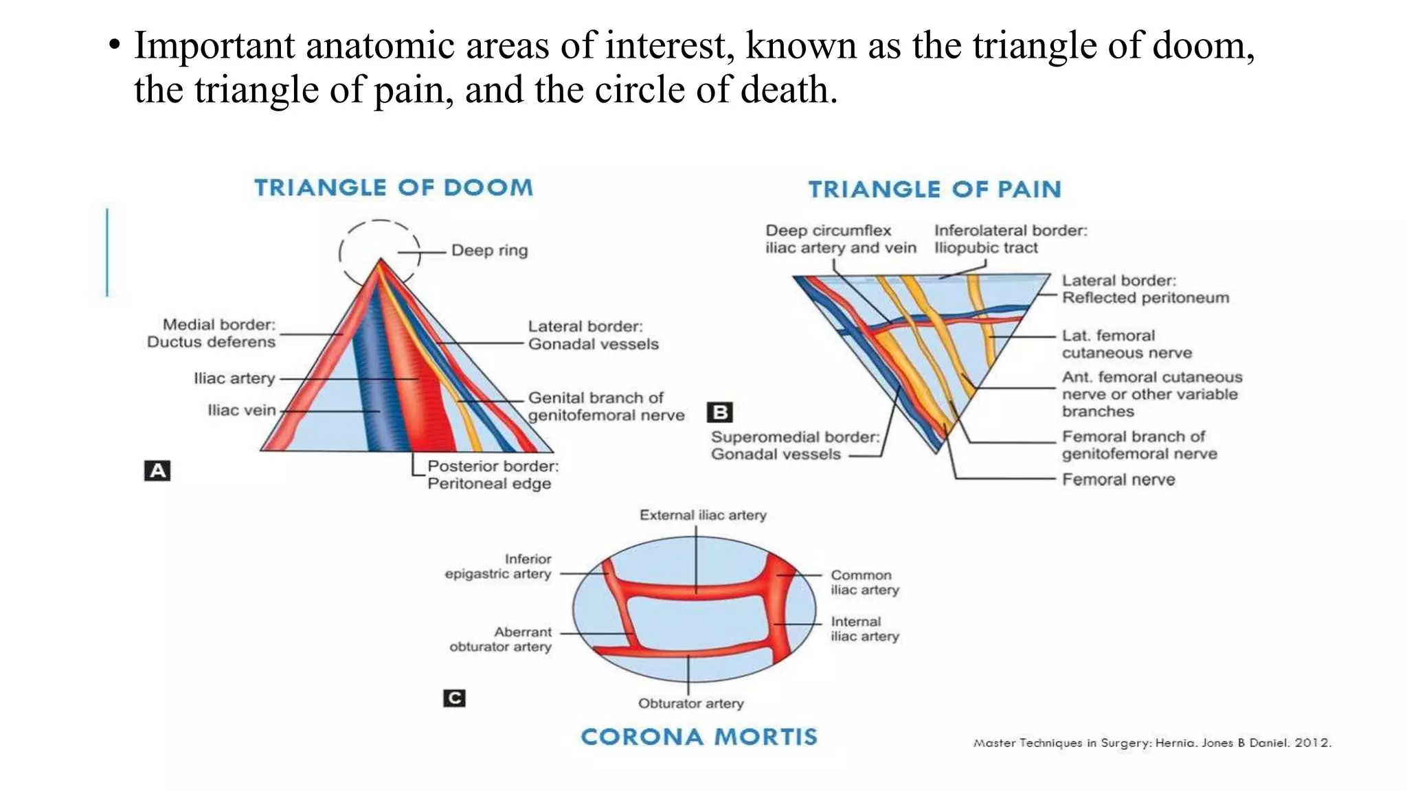 Anatomy of Anterior Abdominal wall.pptx