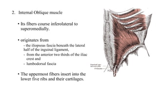 Anatomy of Anterior Abdominal wall.pptx