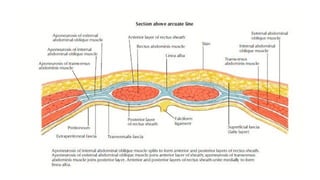 Anatomy of Anterior Abdominal Wall.pptxxx | PPTX
