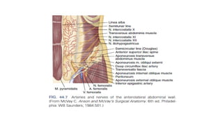 Anatomy of Anterior Abdominal Wall.pptxxx | PPTX