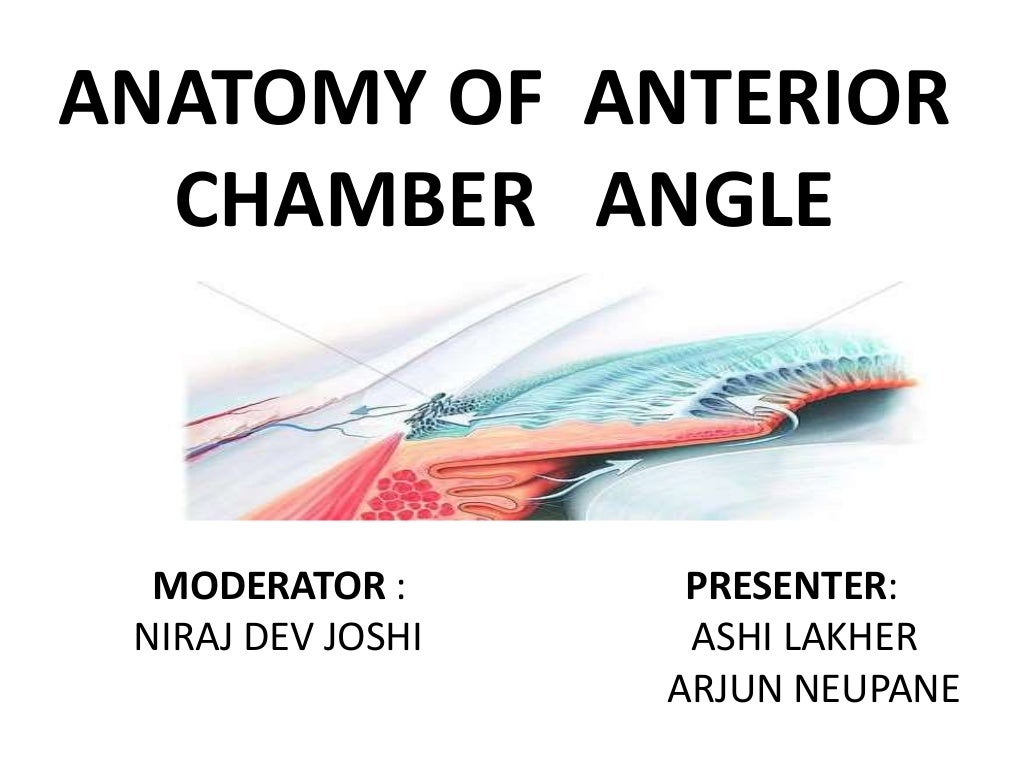 Anatomy of anterior chamber angle (1)