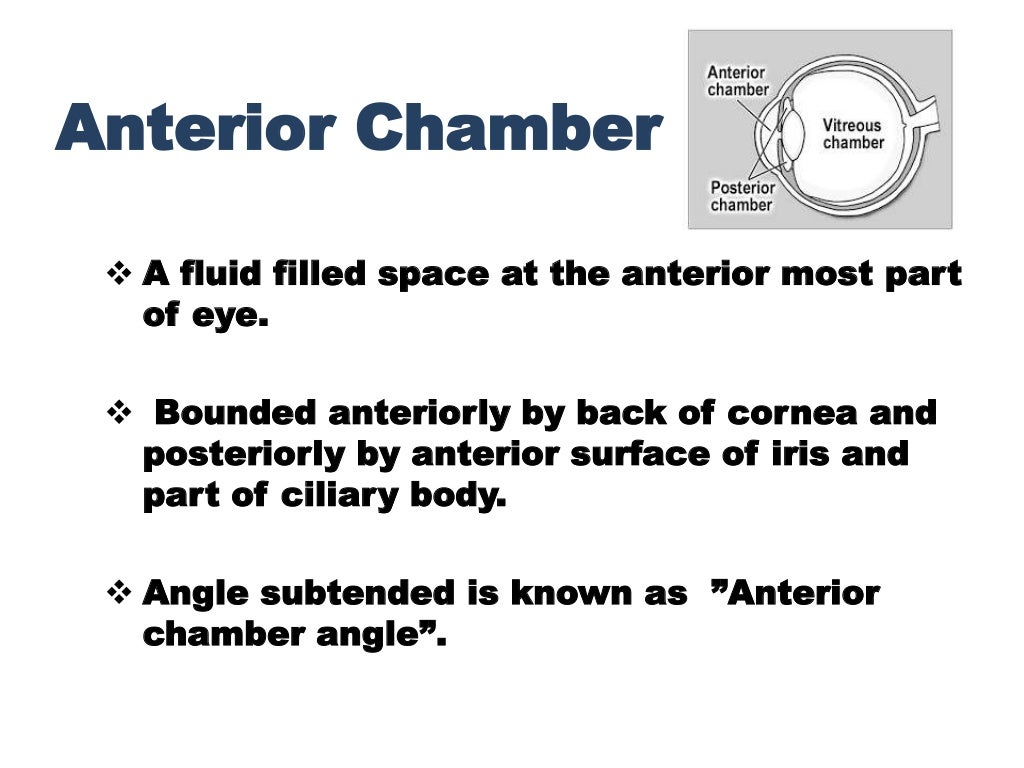 Anatomy of anterior chamber angle (1)