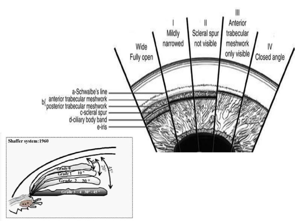 Anatomy of anterior chamber angle (1)
